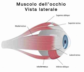 muscolo_occhio_miopia